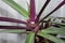 Cordyline fruticosa white flower, cabbage palm, good luck plant
