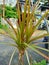 Cordyline is a group of stemmed monocot plants that are often found in gardens as ornamental plants