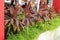 Cordyline hedge row in a planter