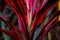 Cordyline leaves.