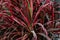 Cordyline leaves