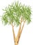 Cordyline palm tree