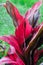 Cordyline Plant Leaves