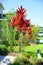 Cordyline Red Sister plant