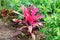 Cordyline Red Sister plant and croton varieties