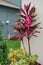 Cordyline Red Sister plant and croton varieties