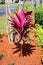 Cordyline Red Sister plant and croton varieties