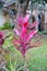 Cordyline Red Sister plant and croton varieties