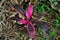 Cordyline terminalis growing in backyard