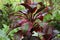 A Cordyline Terminalis plant with red and green leaves in Maui