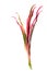 Cordyline white background in studio