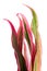 Cordyline white background in studio