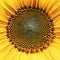 Core of of the flower, texture. Sunflower close-up. Seeds and oil. Flat lay, top view. Macro