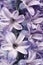 The core of an open purple hyacinth flower. Closeup. Macro