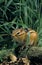 COREAN SQUIRREL eutamia sibericus, ADULT IN LONG GRASS