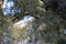 Corella Cockatoo on a Tree