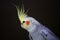 Corella parrot dark background portrait