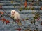 Corella Parrot Eating Seed Pods