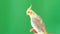 Corella parrot sits on a green background. Yellow parrot