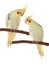 Corella parrots sitting on the branch