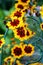 Coreopsis