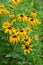 Coreopsis