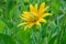 Coreopsis