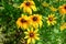 Coreopsis