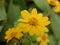 Coreopsis Auriculata Flowers