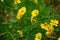 Coreopsis basalis