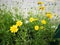 Coreopsis basalis