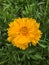 Coreopsis basalis, Shooting in spring