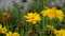 Coreopsis is a beautifully flowering plant in the garden.