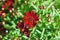 Coreopsis Dwarf Red flowers in the garden, closeup