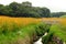 Coreopsis field