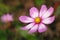 A coreopsis flower