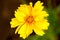 Coreopsis flower close-up view from above