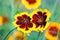 Coreopsis flowers.