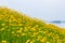 Coreopsis flowers bloom by lakeside