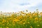 Coreopsis flowers blooming with blue sky