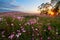 The coreopsis flowers hillside sunset
