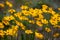 Coreopsis flowers on a summer sunny day on the lawn. Annuals plants. Bright picture. Unpretentious flowers for garden