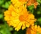 Coreopsis is a genus of flowering plants