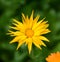 Coreopsis is a genus of flowering plants