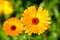 Coreopsis is a genus of flowering plants