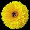 Coreopsis is a genus of flowering plants in the family Asteraceae