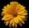 Coreopsis is a genus of flowering plants in the family Asteraceae