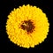 Coreopsis is a genus of flowering plants in the family Asteraceae