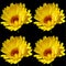Coreopsis is a genus of flowering plants in the family Asteraceae