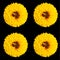 Coreopsis is a genus of flowering plants in the family Asteraceae